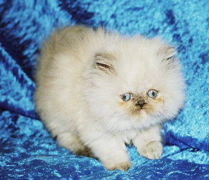 Perserbabys und Jungtiere suchen ein neues Zuhause - Katzen - Dortmund