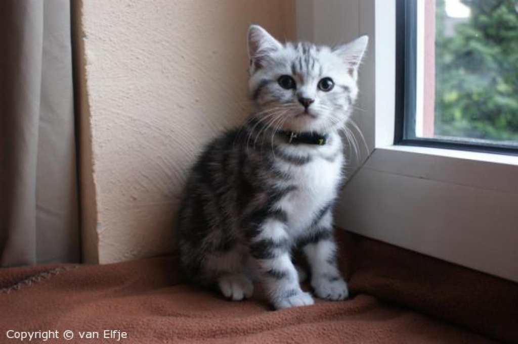 Wir haben Whiskaskatzen - Katzen - Hagen