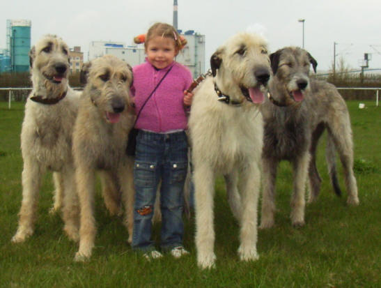 Irish Wolfhound Welpen von Koppas Hof - Hunde - Halle Saale