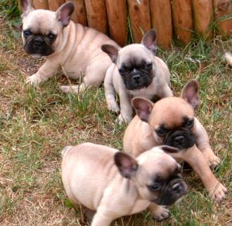 Französische Bulldoggen von Koppas Hof - Sonstiges - Halle Saale