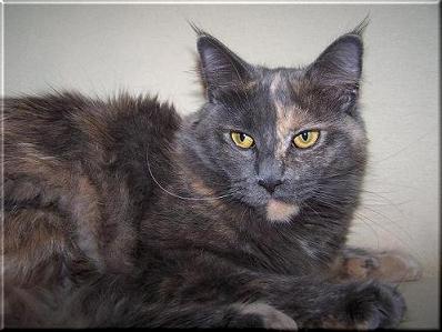 Maine Coon Kastratin !!! - Sonstiges - Köln