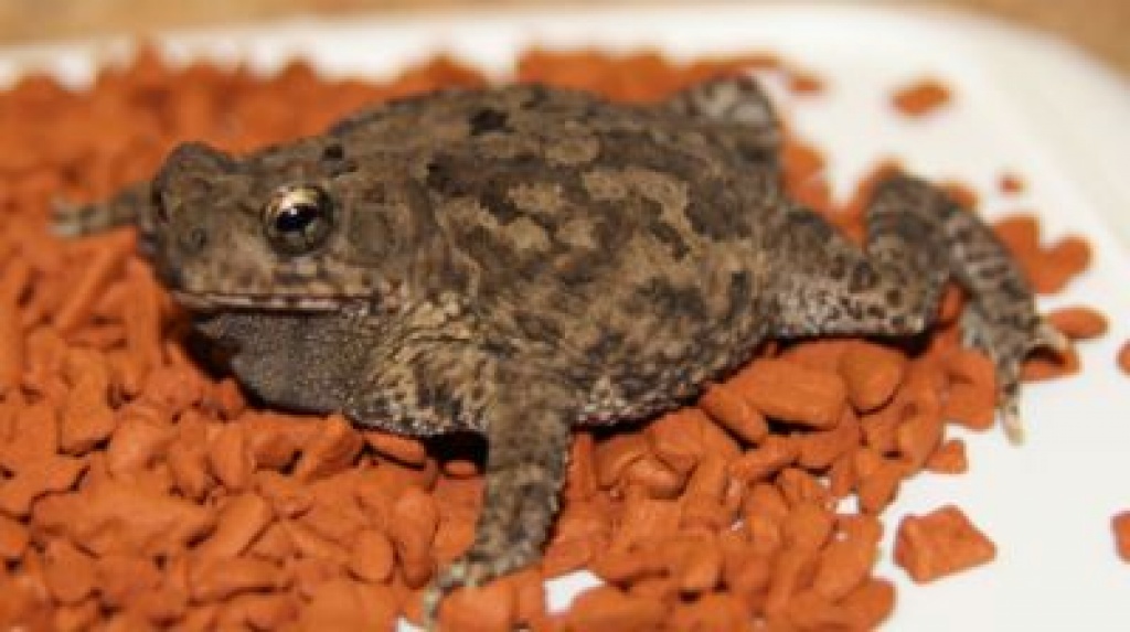 Bufo galeatus - Knochenkopfkröte - Amphibien - Volkach