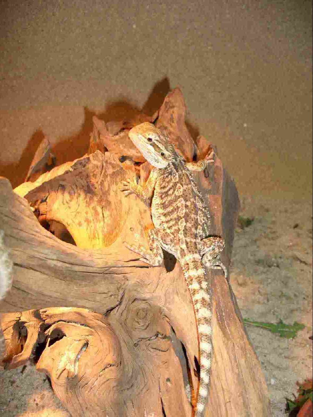 Farb-Bartagamen NZ 06/08 2021 - Reptilien - Willich