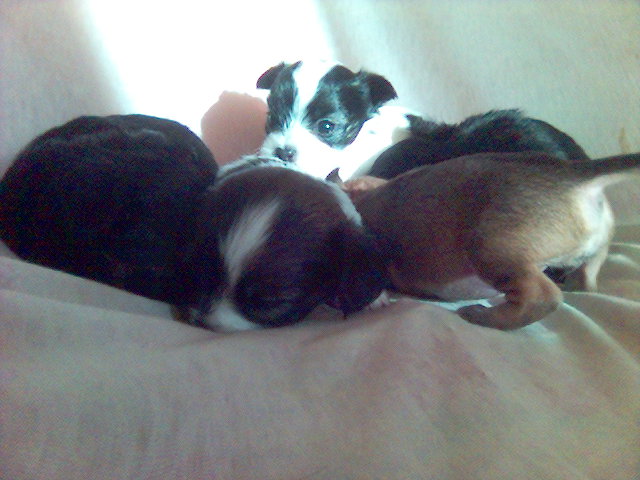 Chihuahua Mischlingswelpen - Hunde - Leipzig