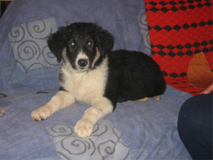 Groß werdende Mischlinsgwelpen suchen Sofaplatz ! - Hunde - Deggingen