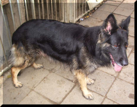 Altdeutsche Schäferhündin - Hunde - Neuss