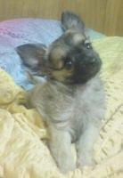 Ich suche  preis günstig  ein kleinen chihuahua rüde - Hunde - Wittenberge