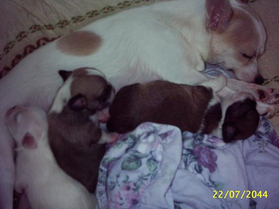 Süße Kurzhaar Chihuahua Rüden - Hunde - Windeck