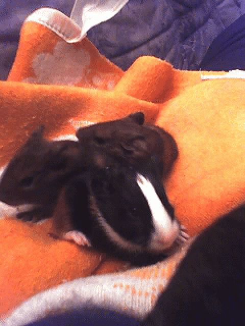 Meerschweinchen - Meerschweinchen - Strausberg