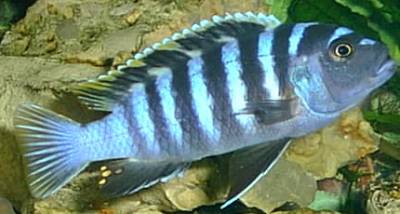 Malawi-Buntbarsch cynotilapia afra - Fische - Renningen