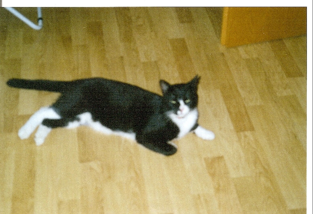 Kater entlaufen - Entlaufen Zugelaufen - Krefeld