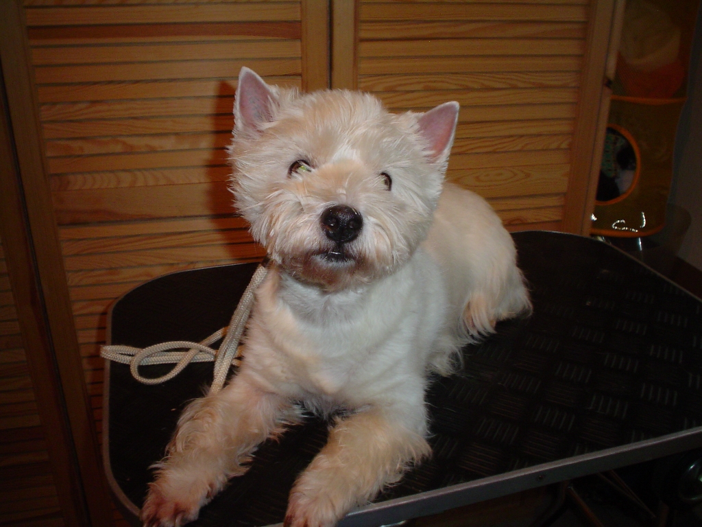 West Highland White Terrier Hündin - Hunde - Wenden