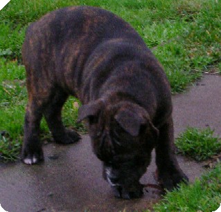 English bulldog olde type - Hunde - ludweiler