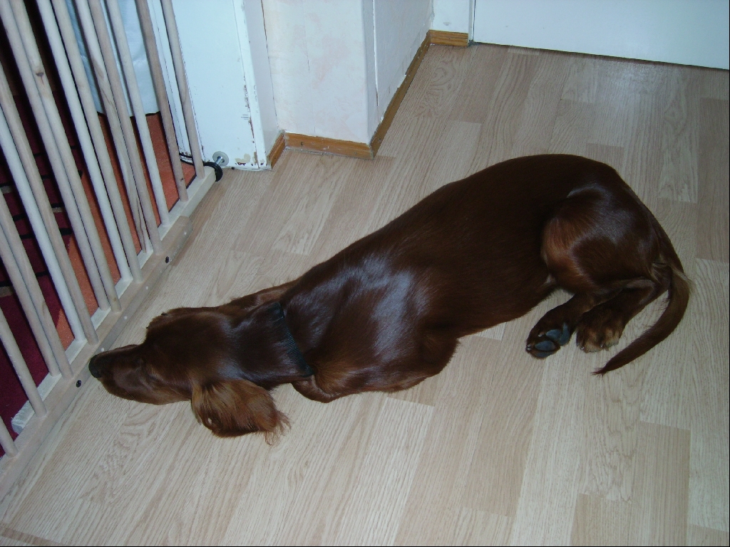 Irish Setter Junghündin - Sonstiges - Hamburg