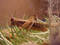 Wanderheuschrecken aus Überschuss - Insekten - Berlin