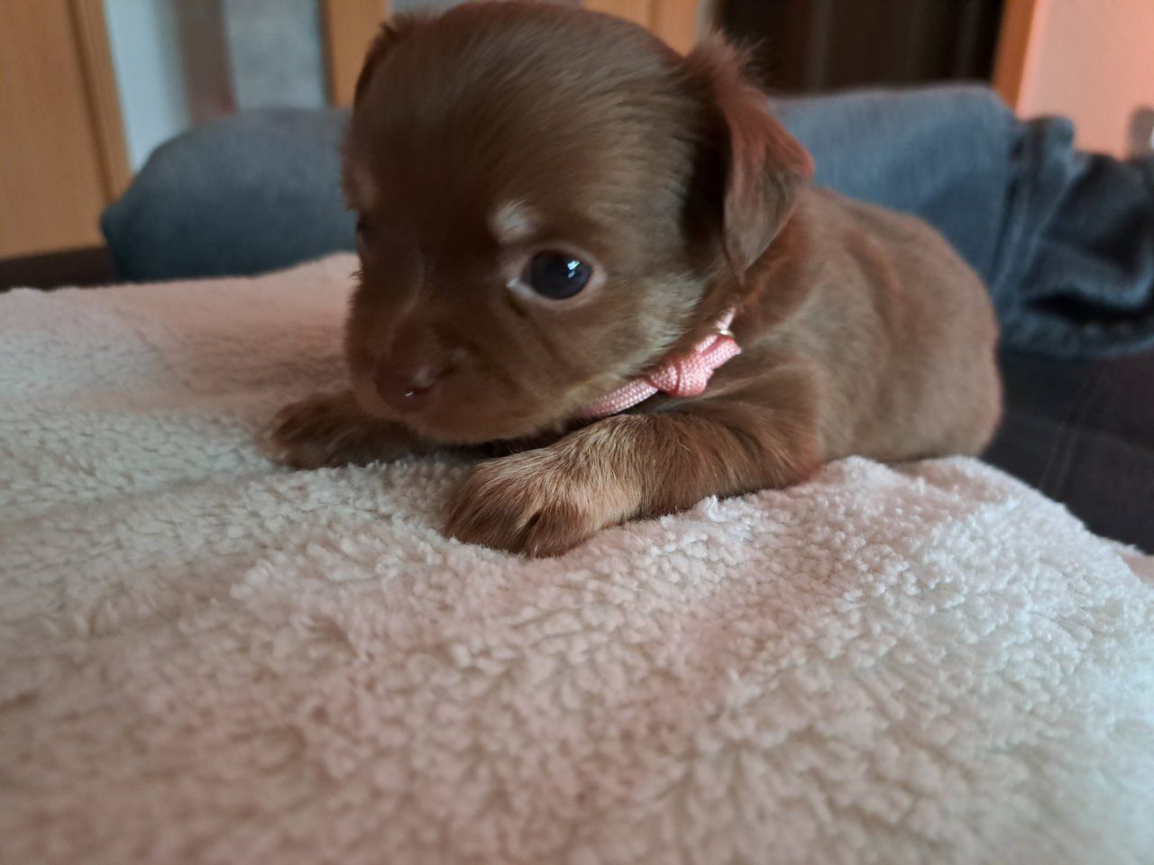 2 süße Chihuahua Welpen  abzugeben - Hunde - Rostock