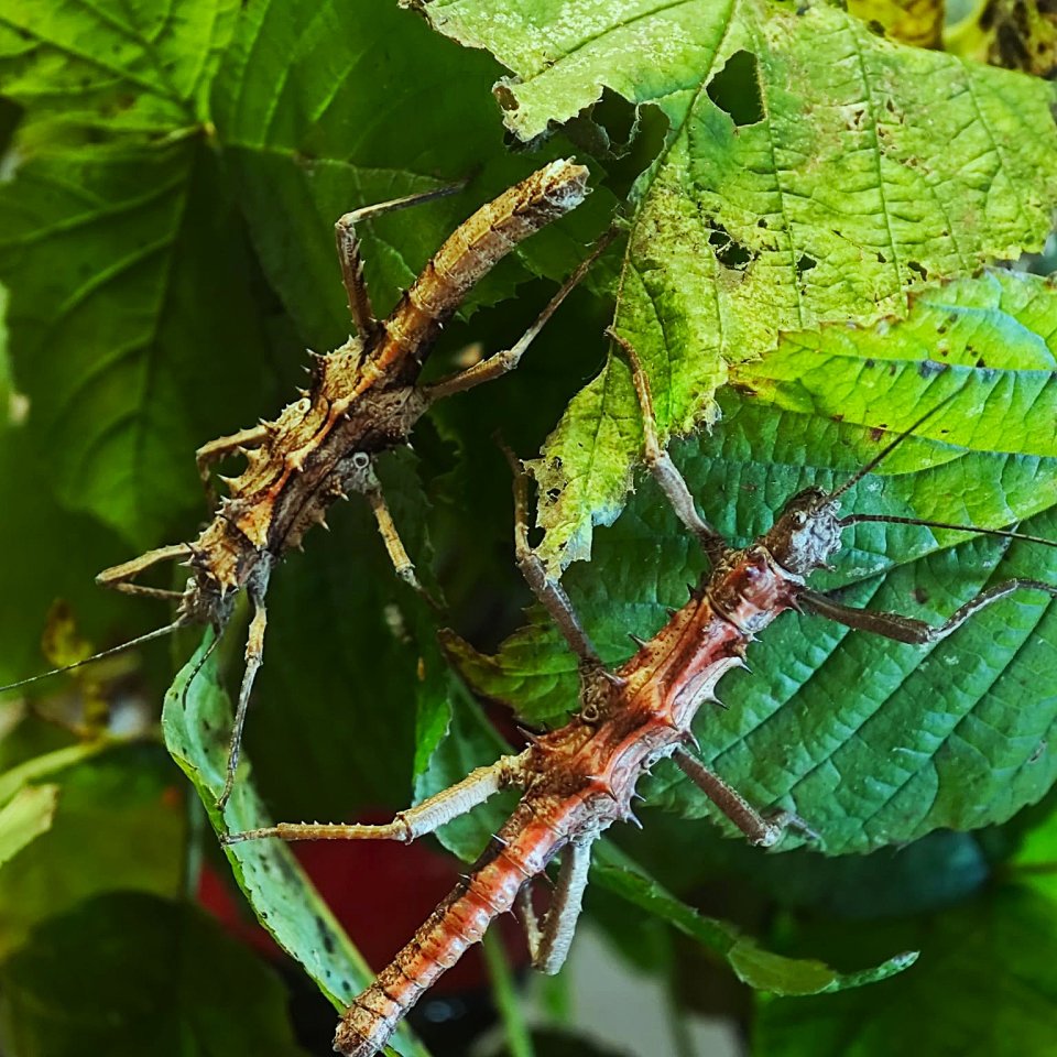 Diverse Phasmiden abzugeben - Insekten - Kalkar