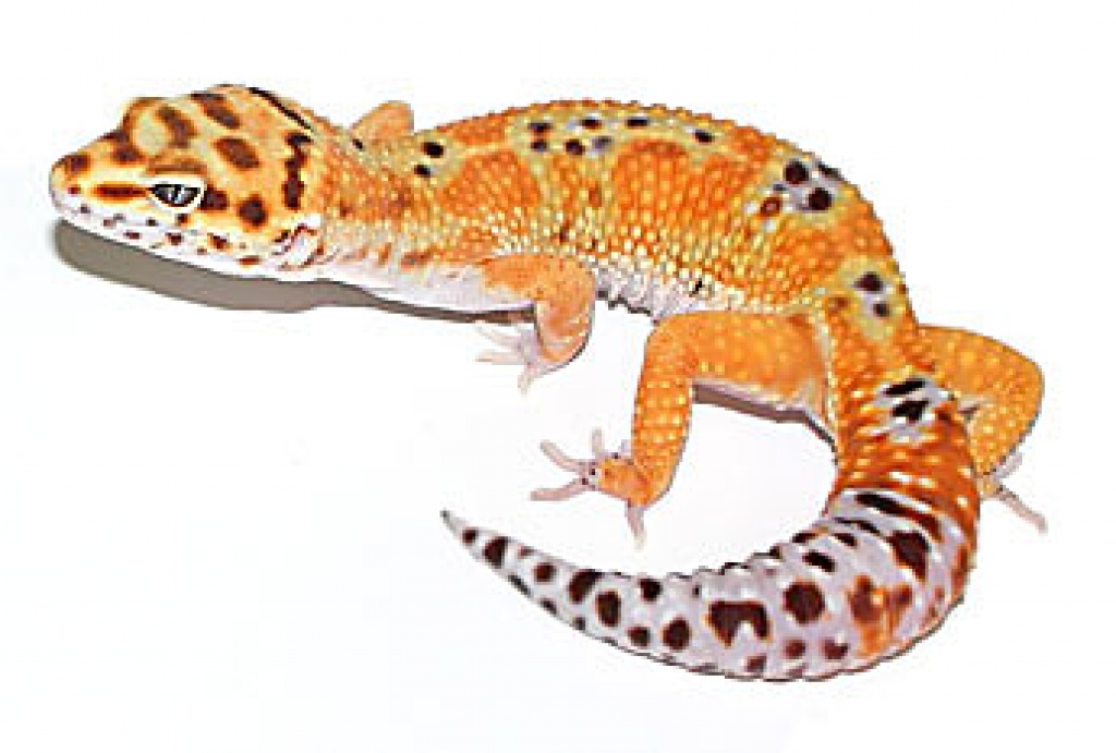LEOPARDGECKOS US IMPORT - Reptilien - Herxheimweyher