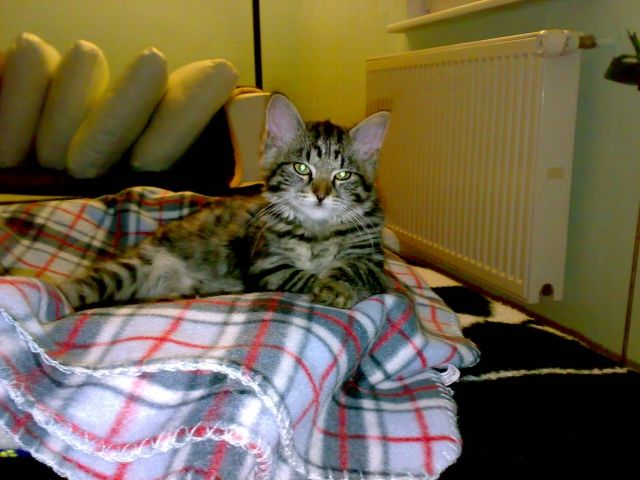 Lieber Kater sucht neues zu Hause - Katzen - Mörfelden-Walldorf
