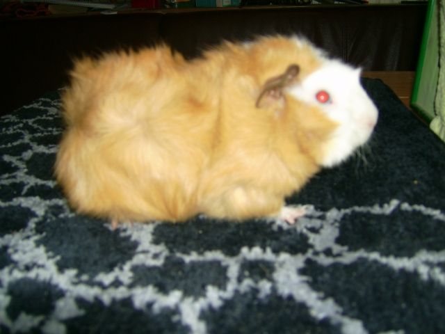 Handzahmer Meerschweinchewnbock - Meerschweinchen - Hollenbek