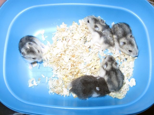 Dsungarische Zwerghamsterbabies - Hamster - Emmendingen
