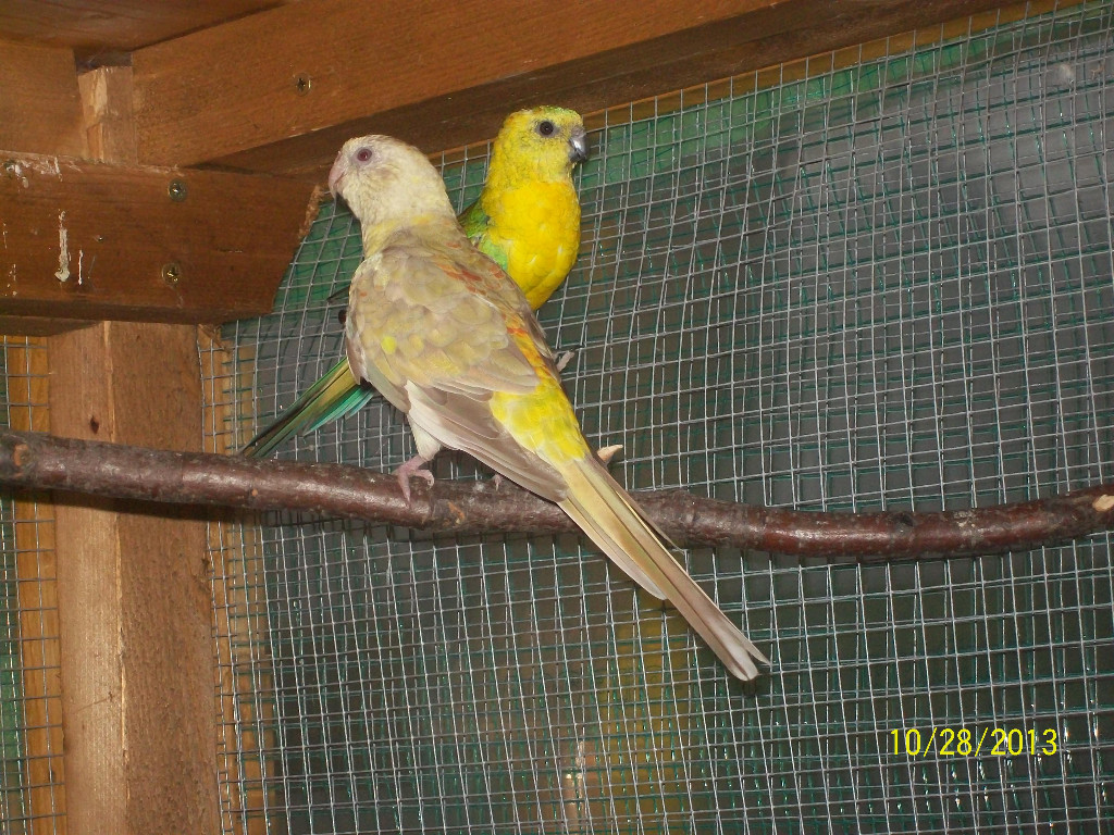 Wegen Zuchtrreduzierung 3 Paare Singsittiche zu verkaufen, sowie verschiedenes n - Voegel - Heinrichsthal