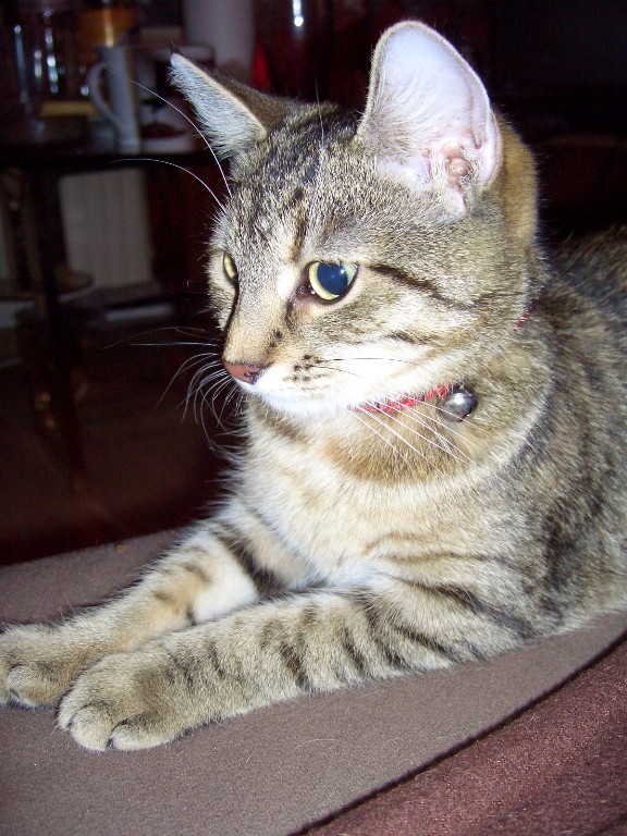 Vermisse meine stubentiger! - Katzen - Weißandt Gölzau