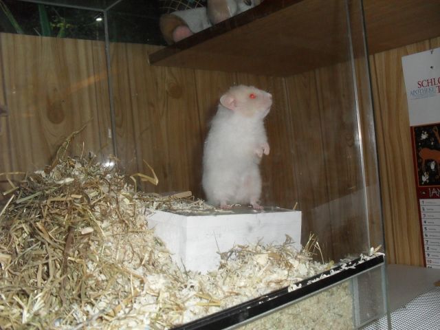 2 Teddyhamster suchen ein neues zu Hause - Hamster - Berlin