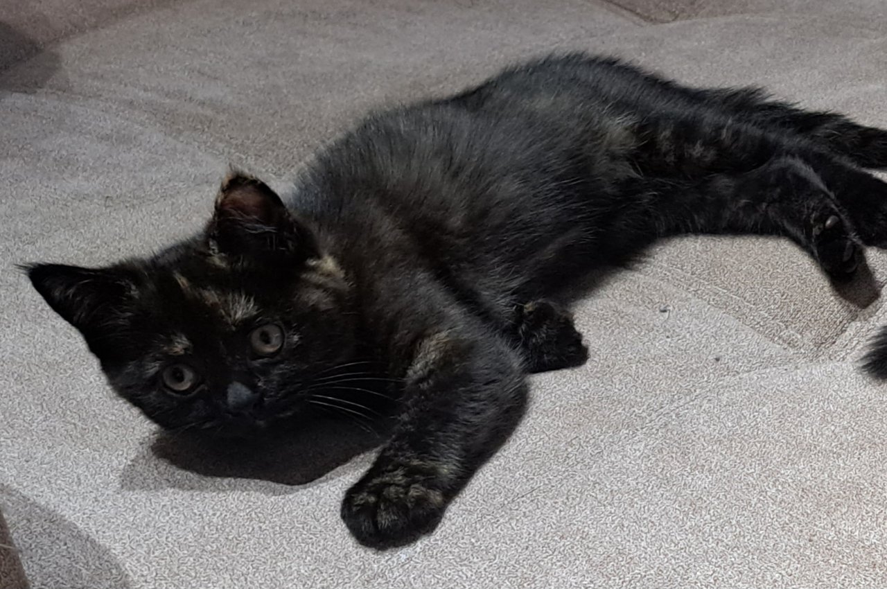 Süßes kätzchen - Katzen - dortmud