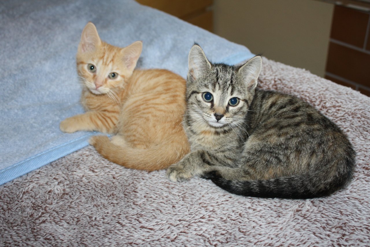 Katzenkinder BKH Mix Weibchen zur Abgabe - Katzen - Gladbeck
