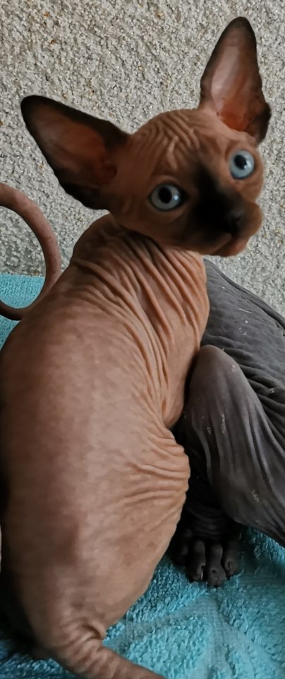Zuckersüße KanadiaSphynx Kitten - Katzen - Köln
