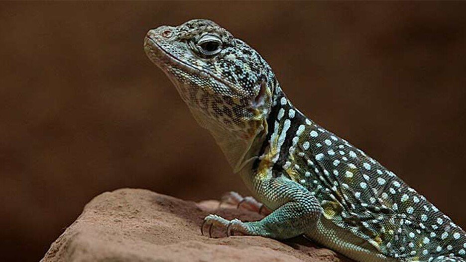 Halsbandleguan mit terrarium - Reptilien - Erfurt