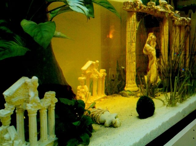 Aquarium 150x50x50 mit oder ohne Zubehör - Aquarien und Zubehoer - Schöneck