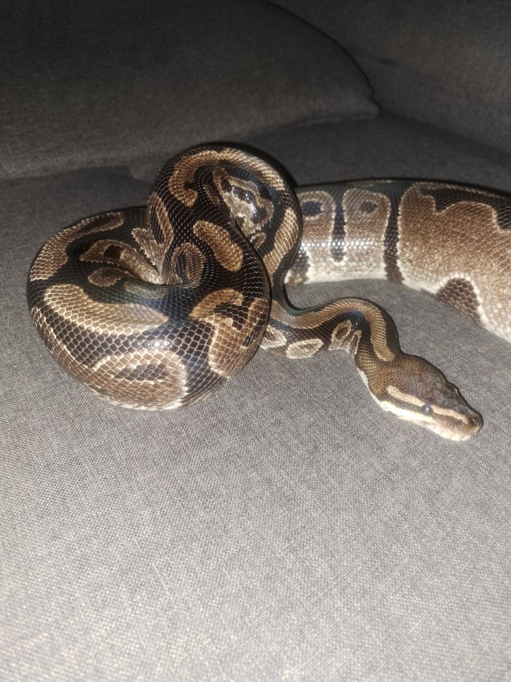 0.1 Axantic Abzugeben - Reptilien - Mülheim an der ruhr
