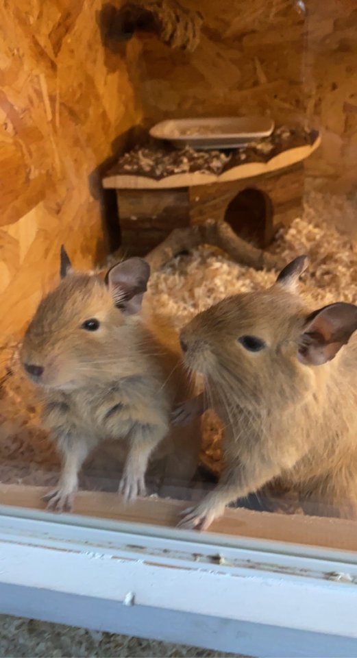 Zwei Deguweibchen in liebevolle Hände abzugeben - Nagetiere - Braunschweig 