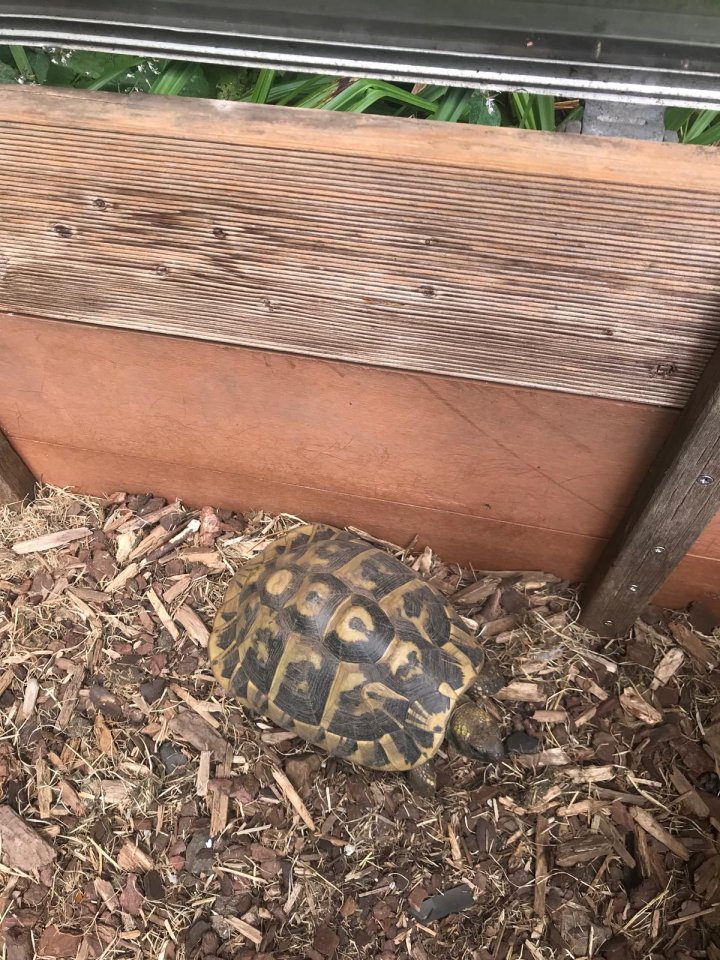 Griechische Landschildkröten 11 Stück (Testudo hermanni) Zubehör komplett Aufgab - Reptilien - Marl