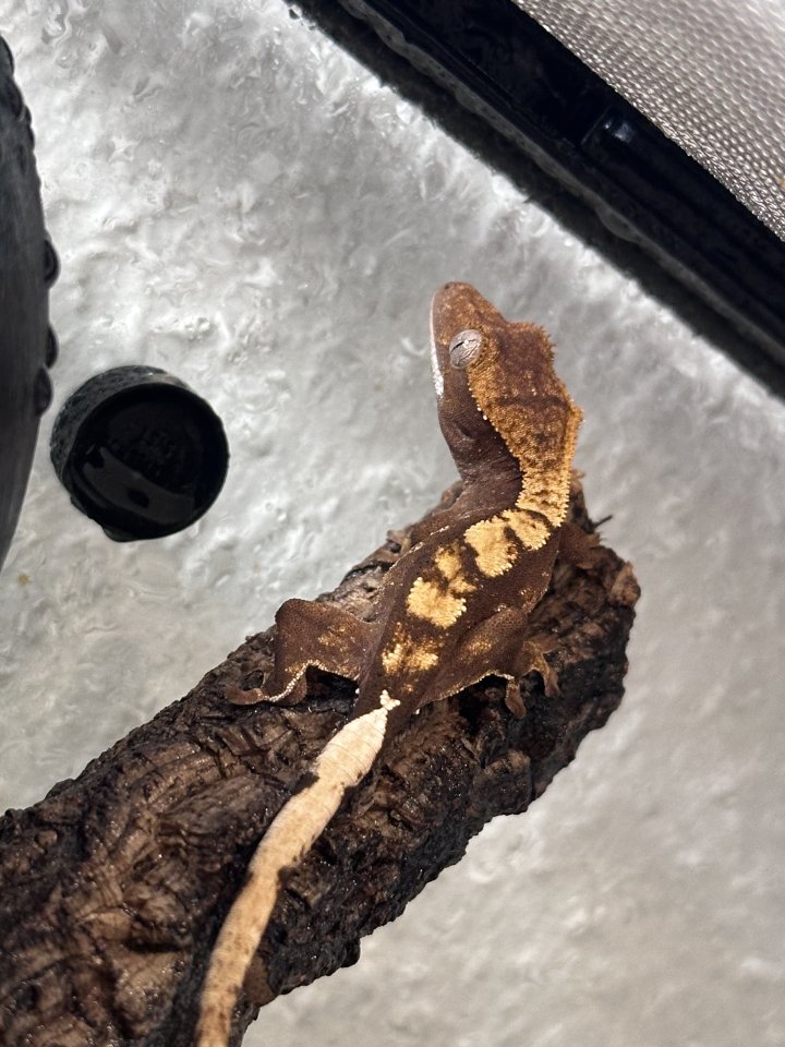 Wunderschöner Kronengecko Nachzucht (Harlequin / Partial Pinstripe) abzugeben - Reptilien - Erfurt