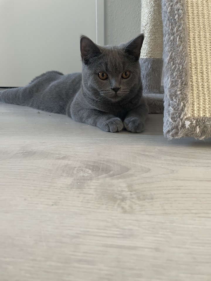 Katzen Kaufen Bremen