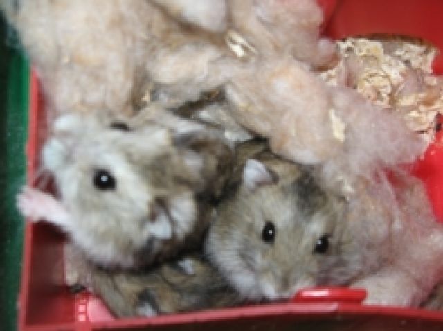 Kleine süsse Dschungarische Hamster zu Verkaufen - Hamster - Duisburg