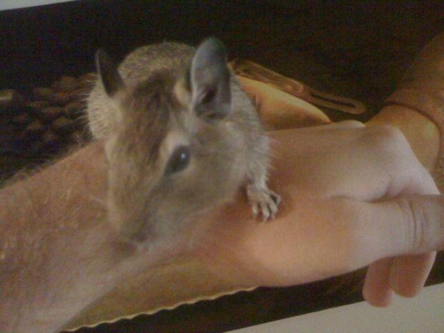 Degu Männchen dringend abzugeben! - Nagetiere Allgemein - Tittmoning