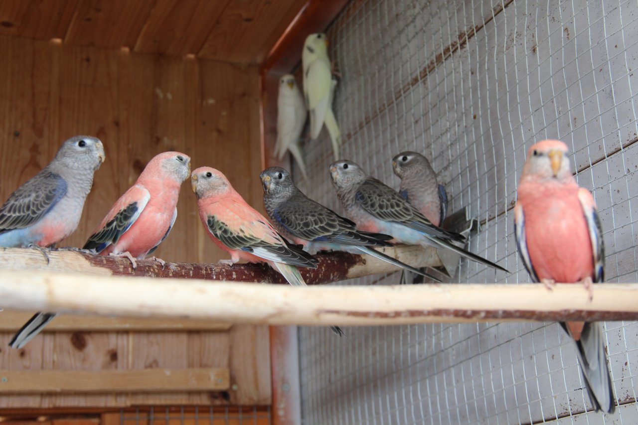 Junge Bourkesittiche........... - Voegel - Erkelenz