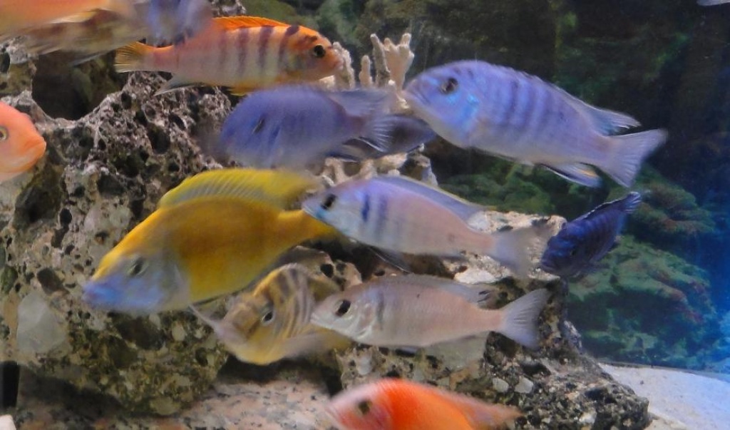 Verschiedene Barsche - Fische - Bad Wildbad