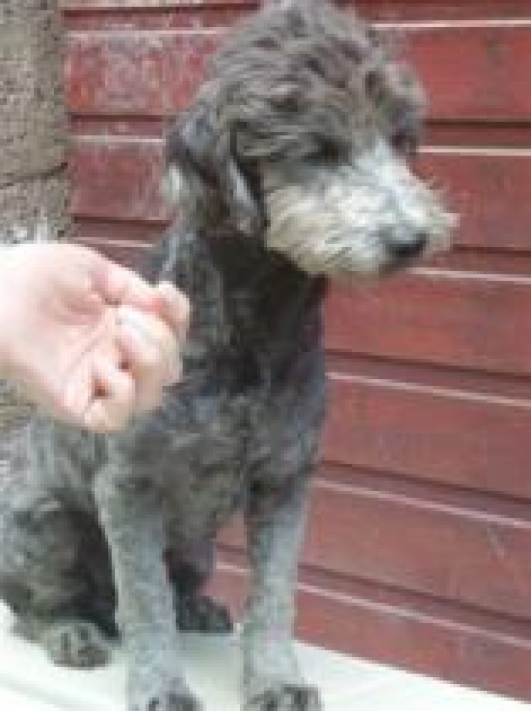 Flugpate gesucht Teneriffa/München - Flugpaten - München