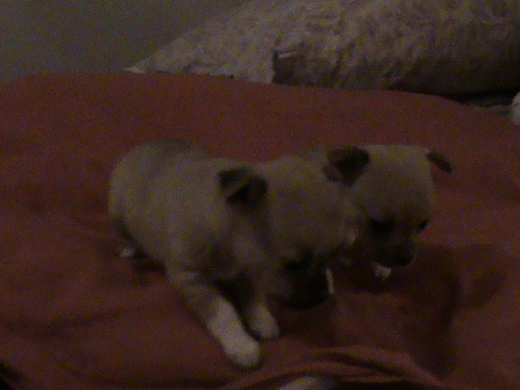 2 süße Chihuahuawelpen abzugeben - Hunde - Kellinghusen