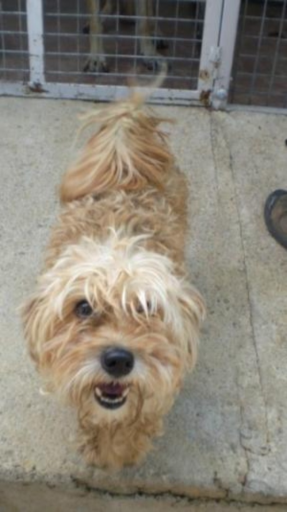 Dulce wünscht sich einen Kuschelplatz ! - Hunde - Frankfurt am Main