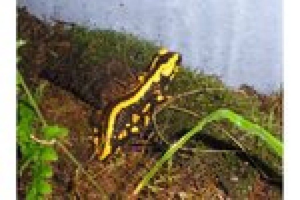 Feuersalamander - Amphibien - Fulda