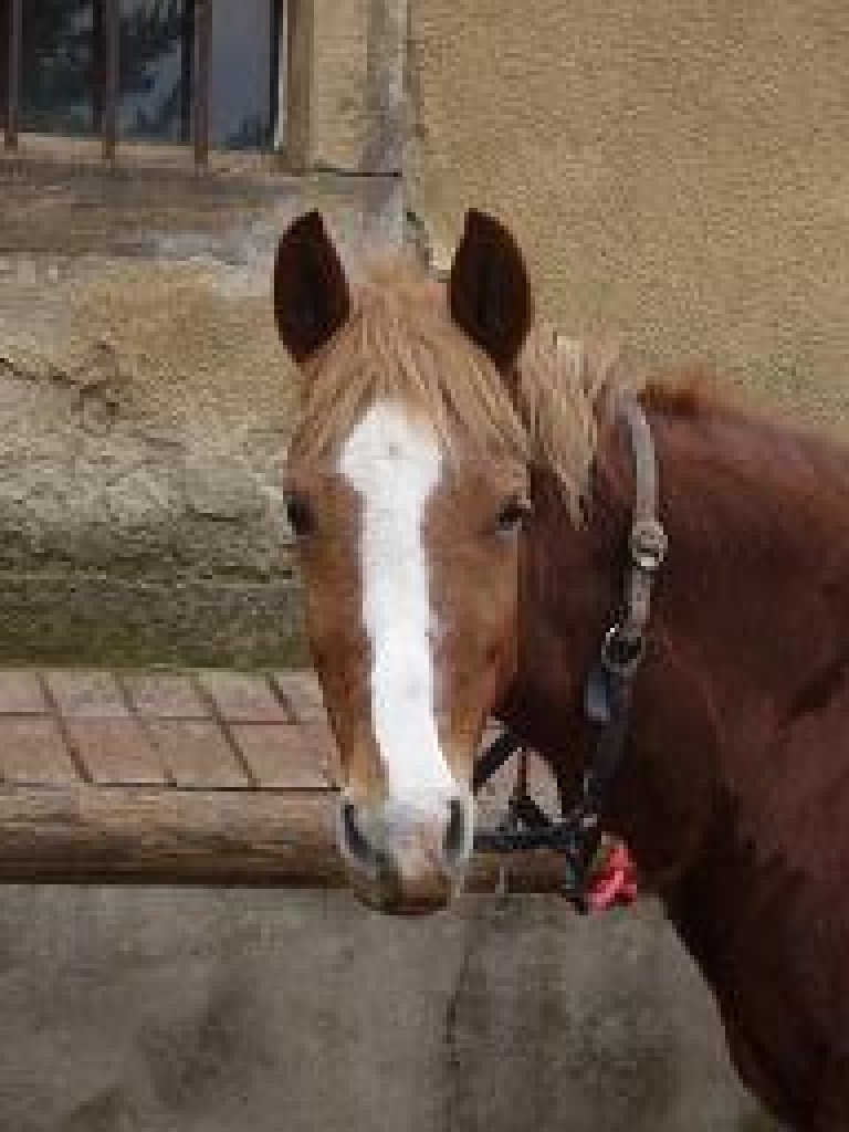Suche reitbeteiligung auf Deutscher Reitponystute - Pferde - Kreischa