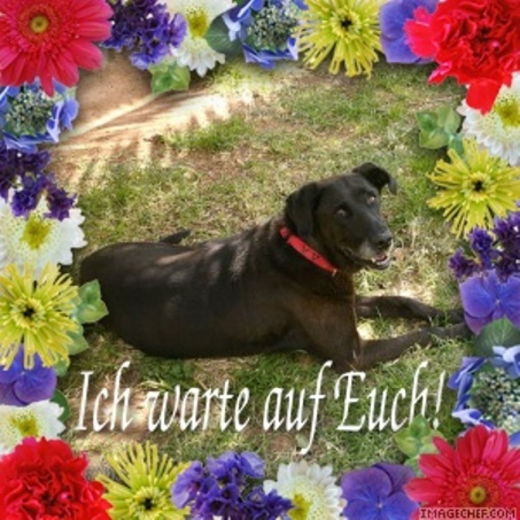 Flugpate Athen- Frankfurt/München/Düsseldorf - Flugpaten - Athen / Griechenland