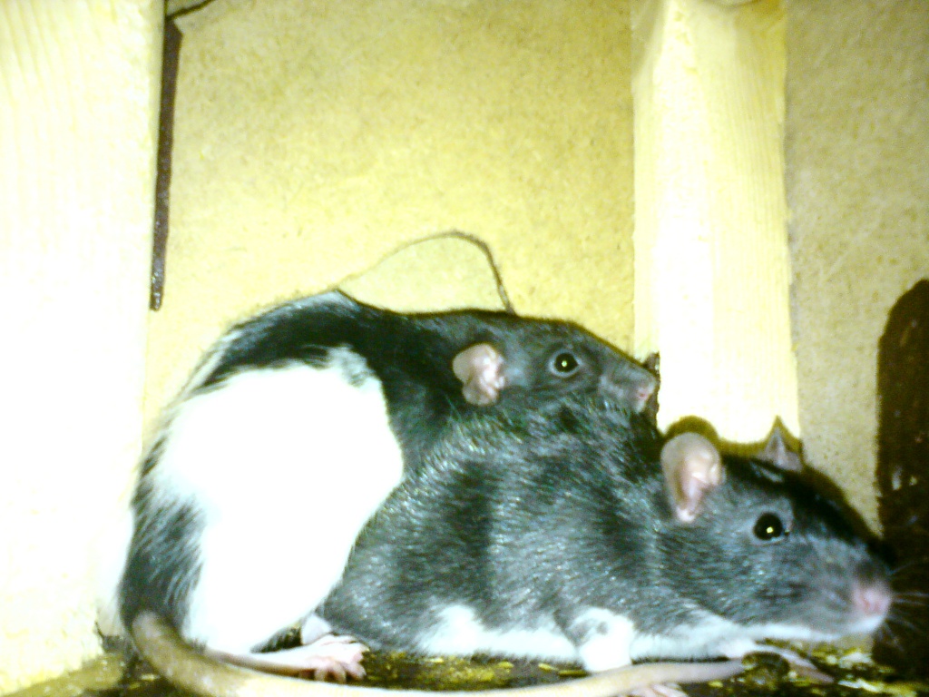 Rattenweibchen Nähe Lübeck zu verschenken - Nagetiere - Schönberg