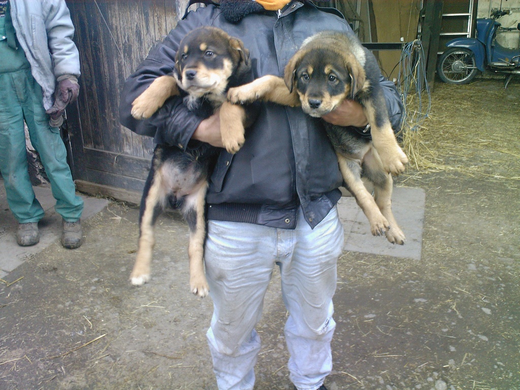 Rottweiler-Kaukasier Mischlinge 6 Wochen alt - Hunde - Mühlhausen Thüringen